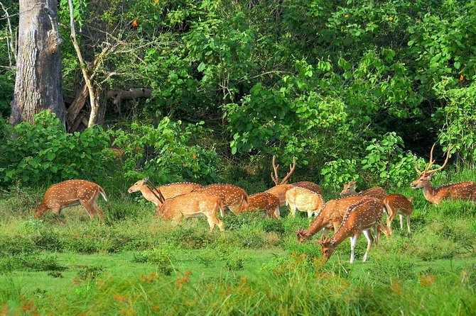 Yala National Park Safari - Private Tour - Looking for leopards, elephants, and crocodiles
