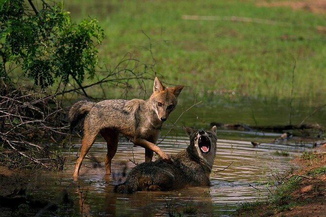 Yala National Park Safari - Private Tour - The guide and the value of local help