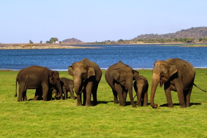Yala National Park Safari - Private Tour - Is $108 per person good value?