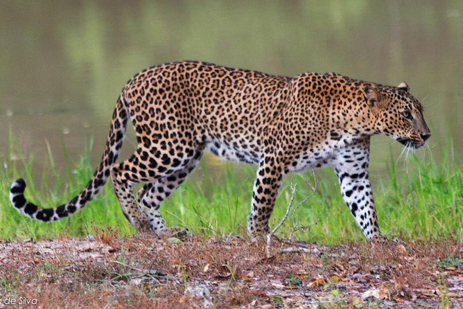 Yala National Park Safari - Private Tour - What the four-hour duration feels like