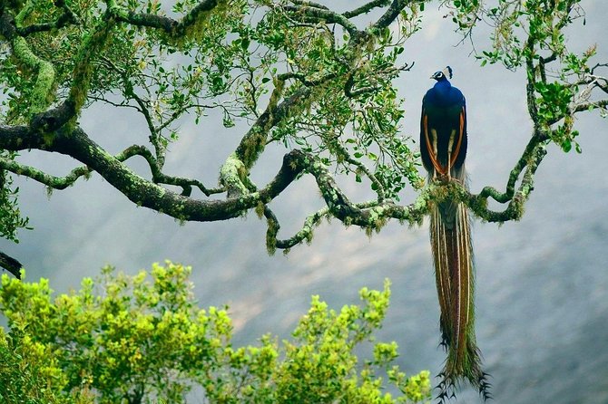 Yala National Park Safari - Private Tour - Who will like this safari most