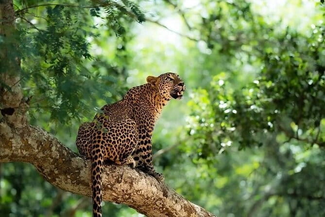 Yala National Park Safari : Special Guided Tour - The first two hours: searching for Yala’s leopards