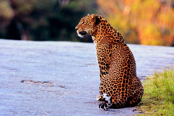 Yala National Park Safari : Special Guided Tour - Elephants, sloth bears, and wild boar after the leopard search