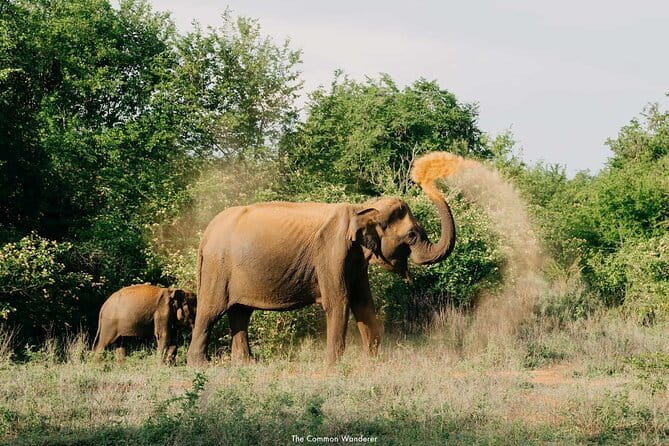 Yala National Park Safari : Special Guided Tour - What the $30 price really buys you