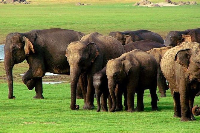 Yala National Park Safari : Special Guided Tour - Guides, driving, and photographic chances