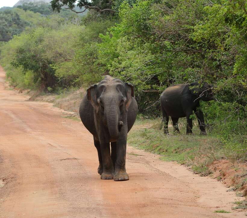 Yala National Park Safari Tour From Hambantota port - Five Hours Among Yala’s Forests and Lagoons