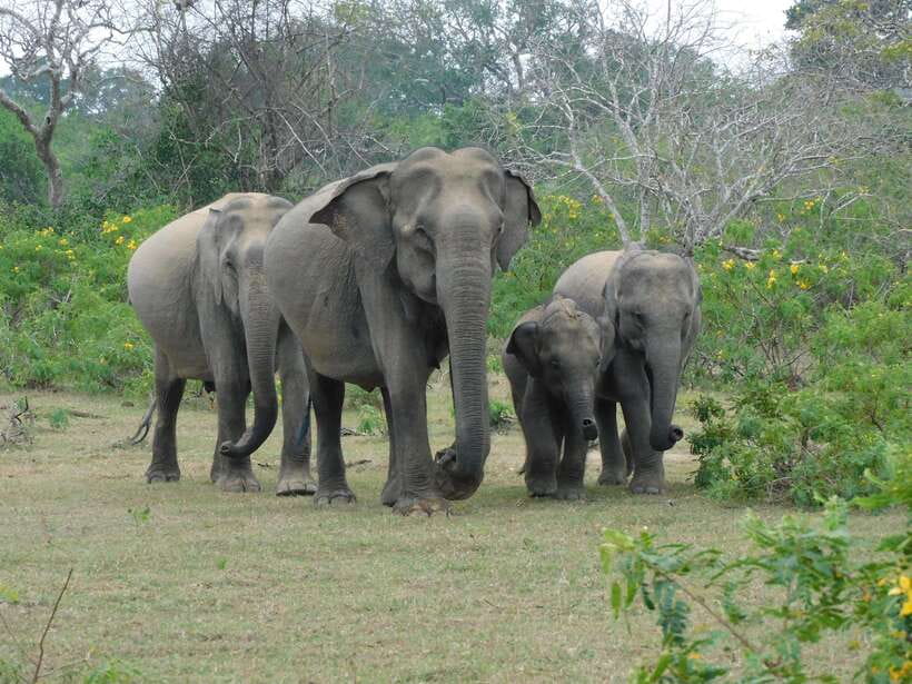Yala National Park Safari Tour From Hambantota Port - Meeting your jeep at Hambantota Port