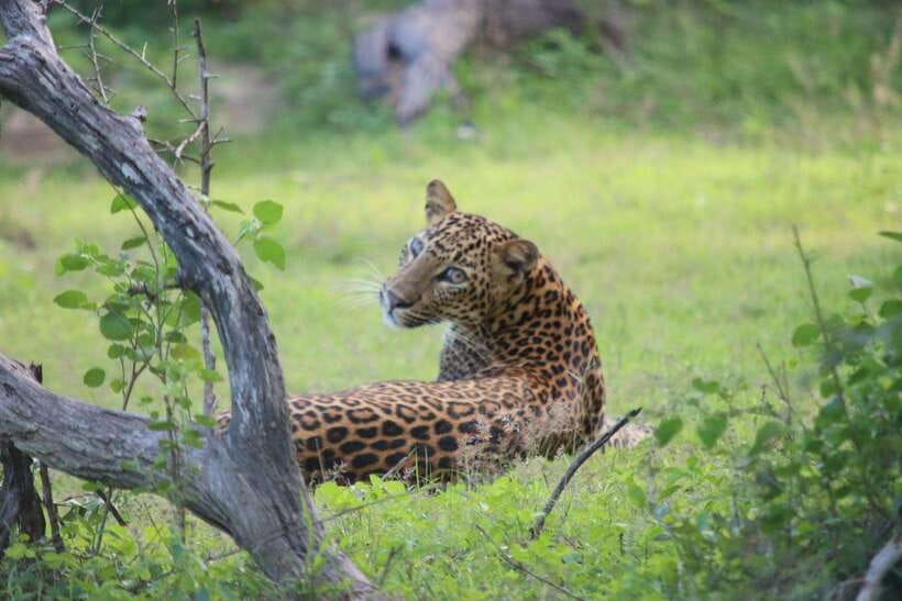 Yala National Park Safari Tour From Hambantota Port - Wildlife watching, from elephants to leopards