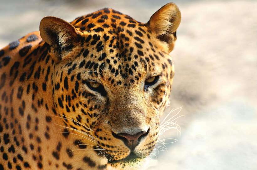 Yala National Park Safari Tour From Hambantota Port - What the six-person jeep limit means