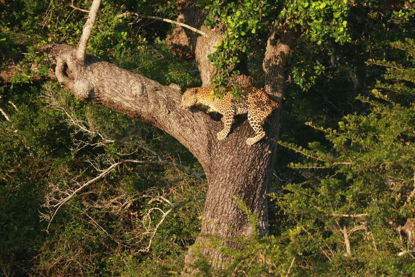 Yala National Park Safari Tour From Hambantota Port - Is $45 plus admission a fair price?
