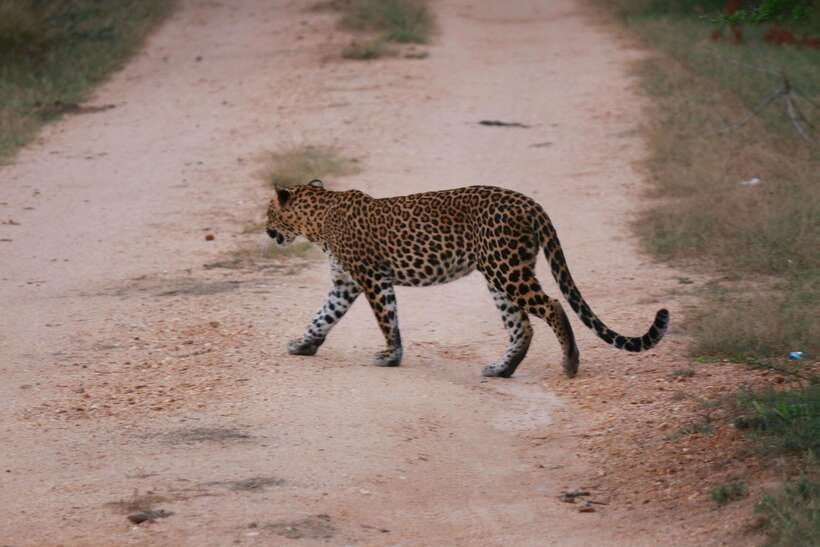 Yala National Park Safari Tour From Hambantota Port - The main strengths and weak points