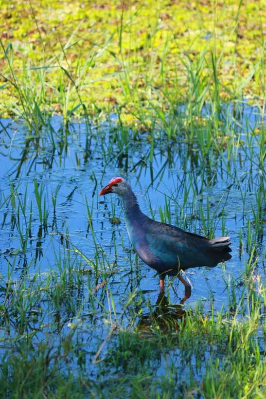 Yala National Park Safari Tour From Hambantota Port - Who should book this Yala safari?