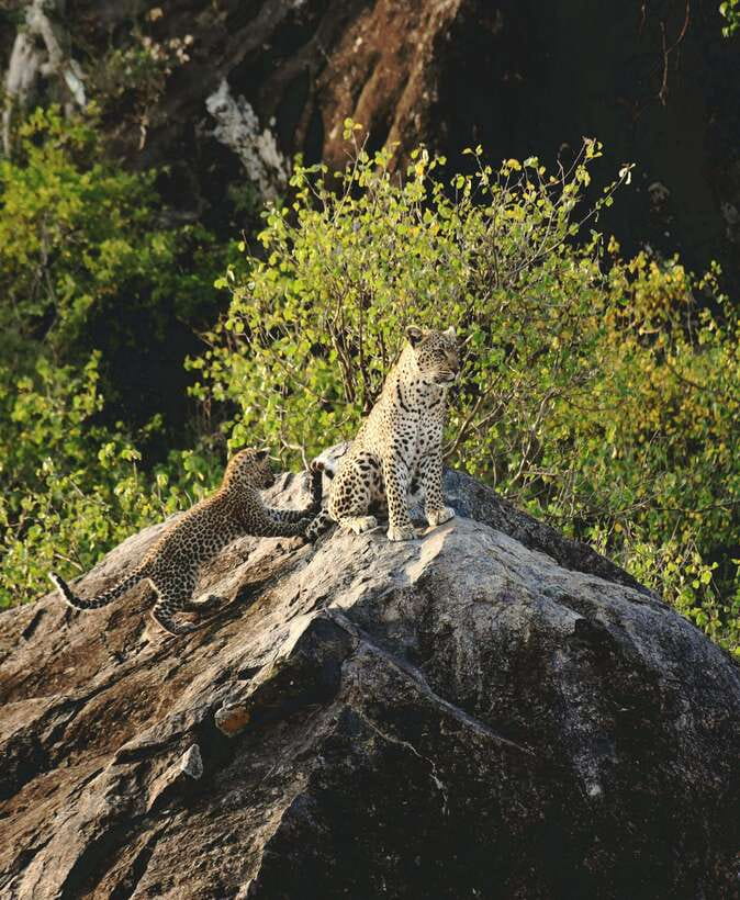 Yala National Park Safari Tour from Hambantota Port - Who should choose this safari