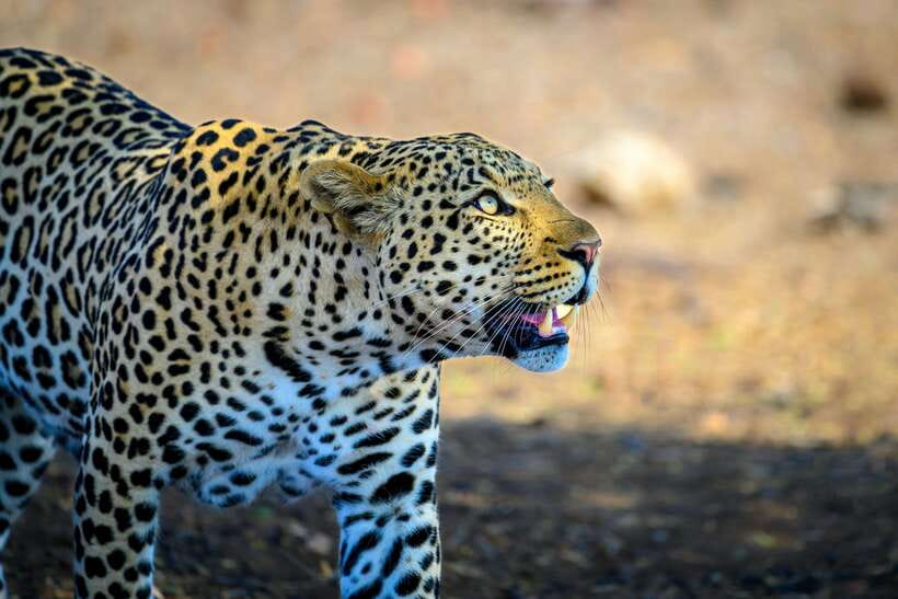 Yala National Park Safari Tour From Hambantota Port - The 90-minute road transfer to Yala