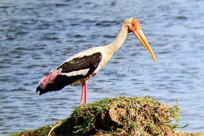 Yala National Park Safari Tours From Hambantota port - How the small group affects your day