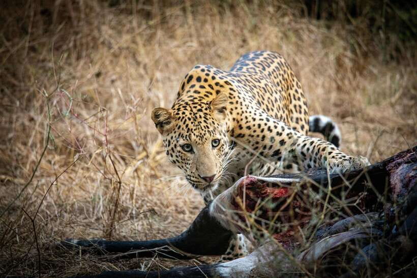 Yala National Park Safari Tours : Half Day & Full Day - Key points to know before booking