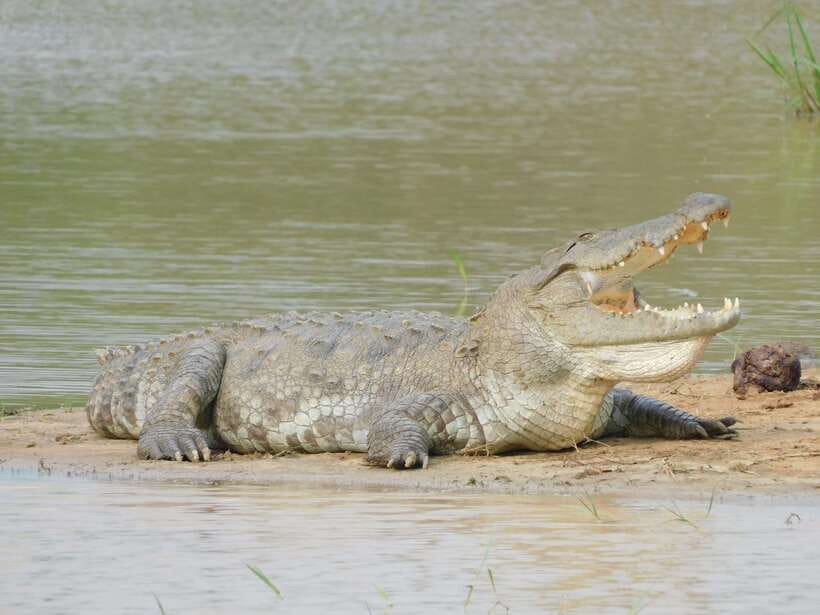 Yala National Park Safari Tours : Half Day & Full Day - Is $25 good value?