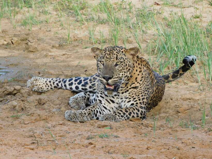 Yala National Park Safari Tours : Half Day & Full Day - Half-day morning and afternoon safari choices