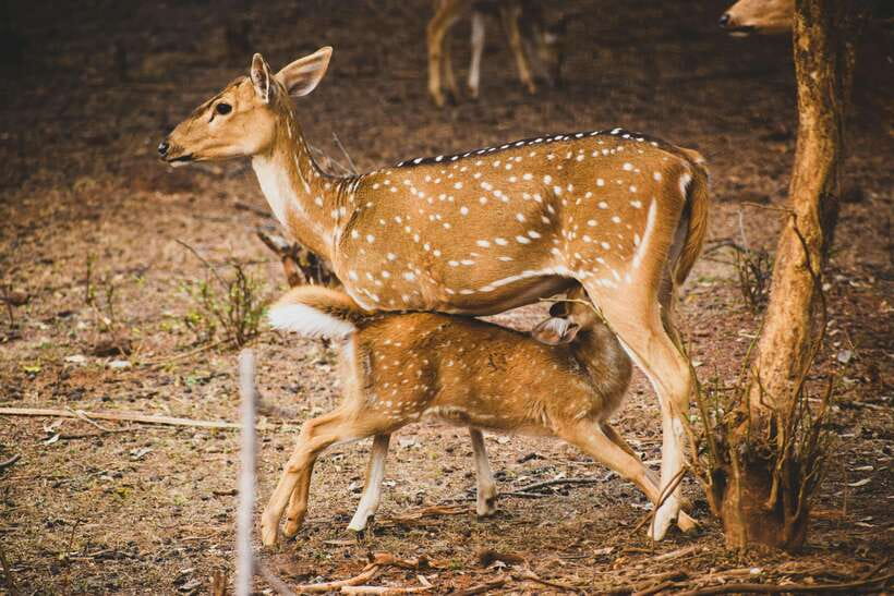 Yala National Park Safari Tours : Half Day & Full Day - The 12-hour full-day safari