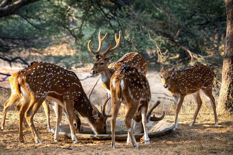 Yala National Park Safari Tours : Half Day & Full Day - What the 4WD jeep ride is really like