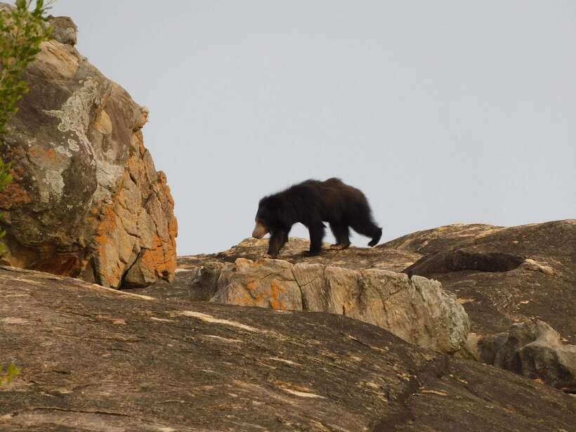 Yala National Park Safari Tours : Half Day & Full Day - Guides who can make or break the day