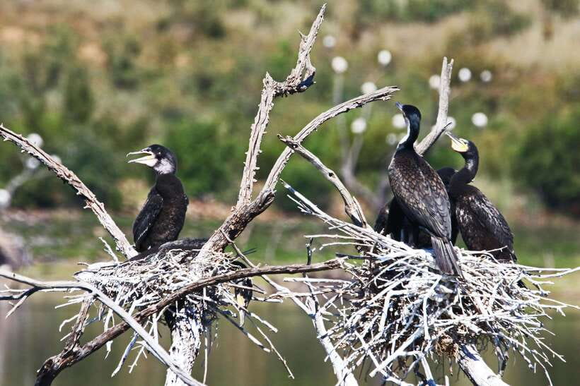 Yala National Park Safari Tours : Half Day & Full Day - Food, drinks, and what to pack