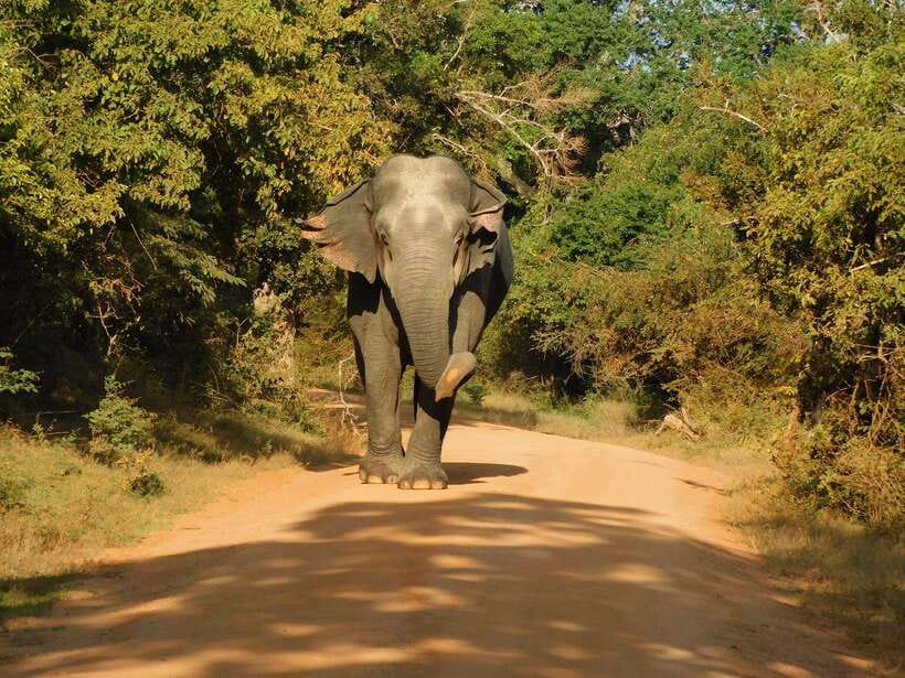 Yala National Park Safari Tours - Half Day & Full Day - Choosing between five hours and a full day