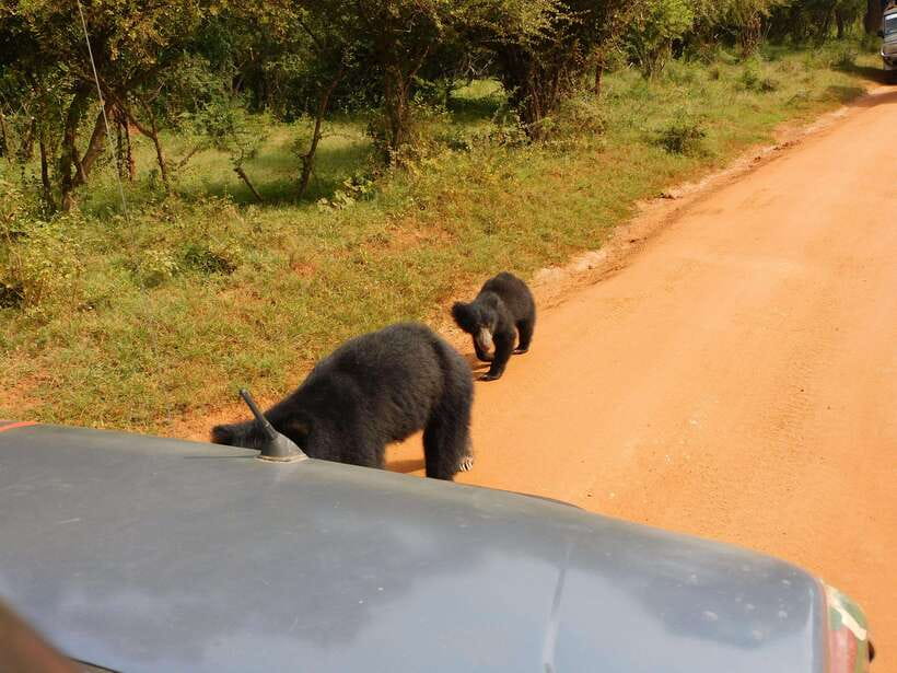Yala National Park Safari Tours: Morning/Evening/Full Day - Key points before you book