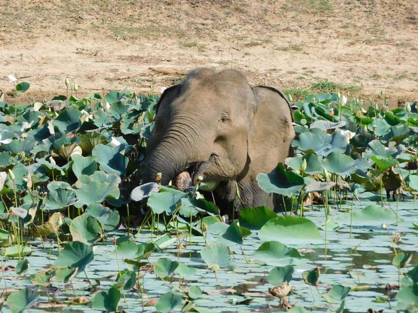 Yala National Park Safari Tours: Morning/Evening/Full Day - Should you book the Yala safari?