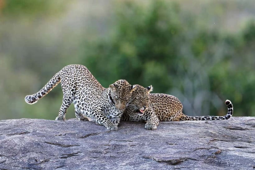 Yala National Park Safari Tours: Morning/Evening/Full Day - Why Yala is worth the early start
