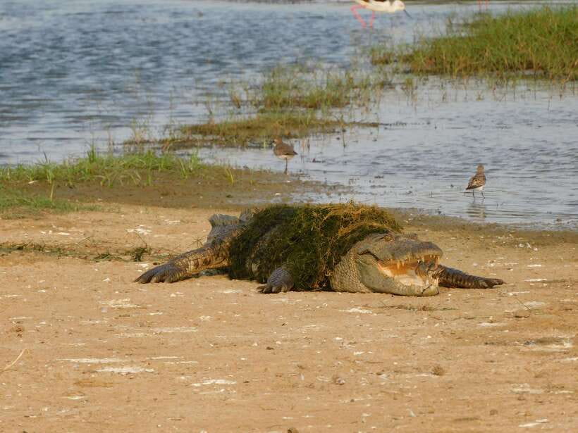 Yala National Park Safari Tours: Morning/Evening/Full Day - Inside the park: how the wildlife search works