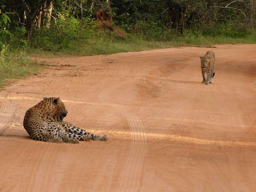 Yala National Park Safari Tours: Morning/Evening/Full Day - Leopards, elephants, and realistic expectations