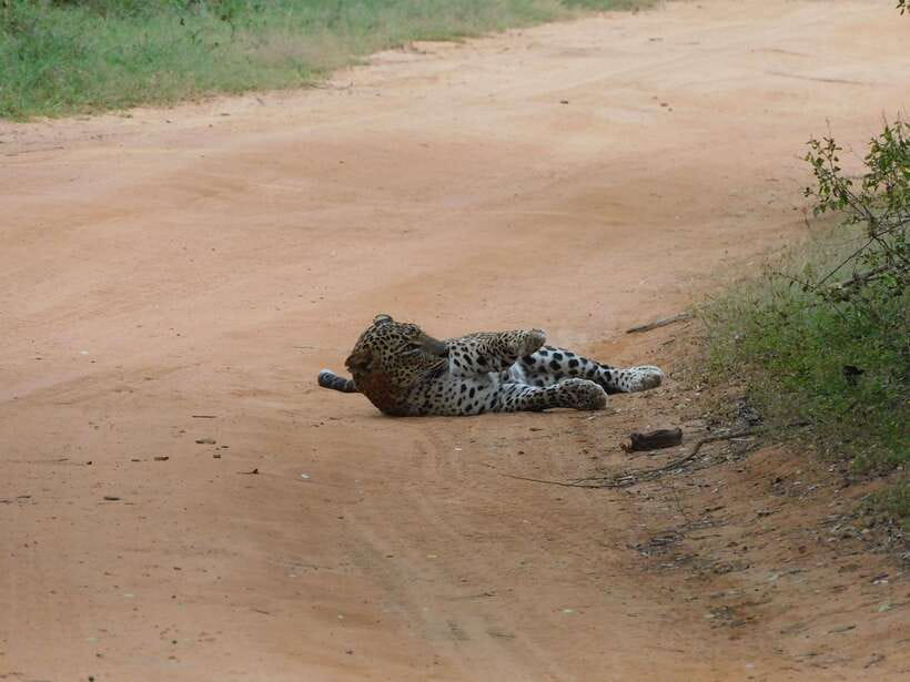 Yala National Park Safari Tours: Morning/Evening/Full Day - Breakfast, lunch, water, and the comfort factor