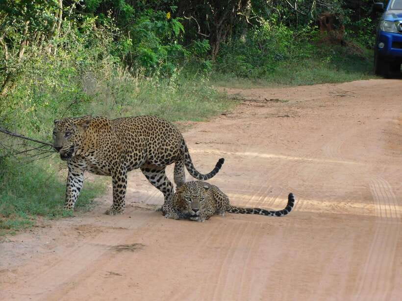 Yala National Park Safari Tours: Morning/Evening/Full Day - Who will enjoy this safari most