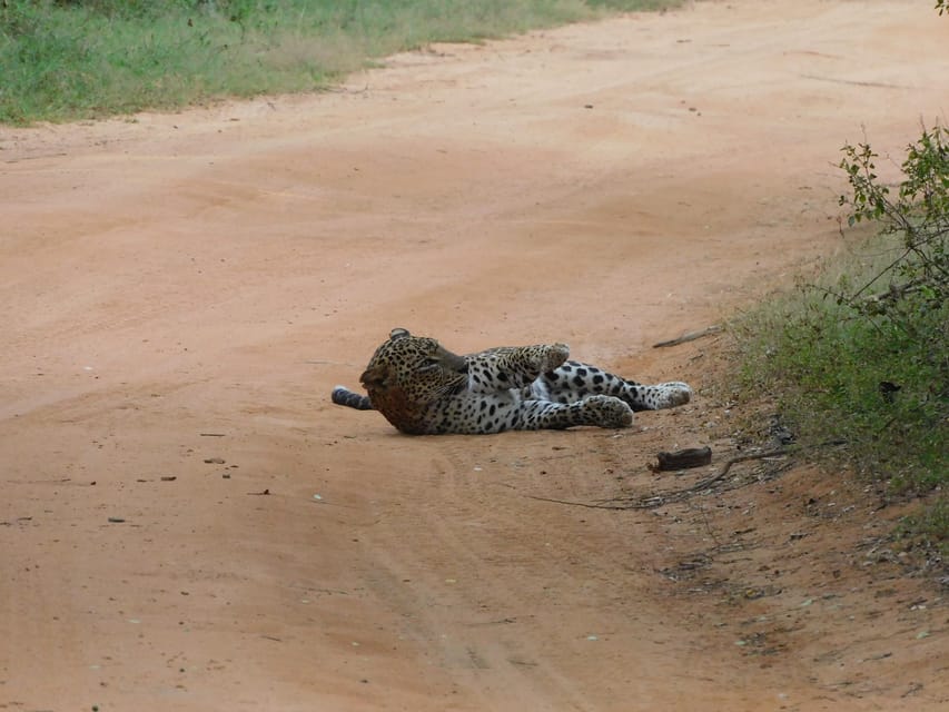 Yala National Park Safari Tours: Morning/Evening/Full Day - Practical booking advice for a better day