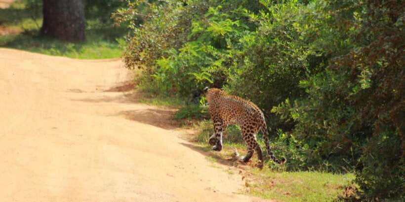 Yala National Park Sharing Safari (5 Hours) - Practical advice for a better safari