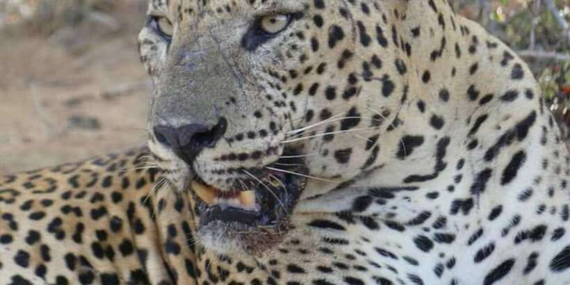 Yala National Park Sharing Safari (5 Hours) - Why Yala is worth five hours