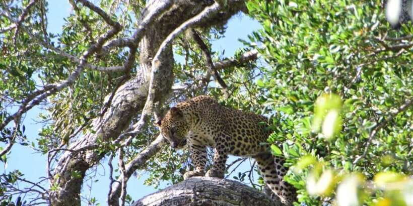 Yala National Park Sharing Safari (5 Hours) - What the 4WD safari feels like