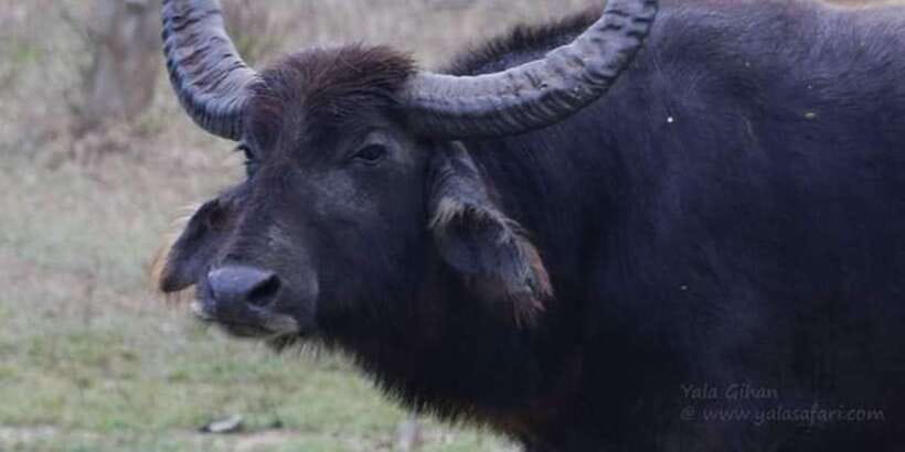 Yala National Park Sharing Safari (5 Hours) - The animals you might see