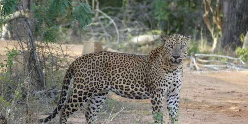 Yala National Park Sharing Safari (5 Hours) - The value of the guide’s local knowledge