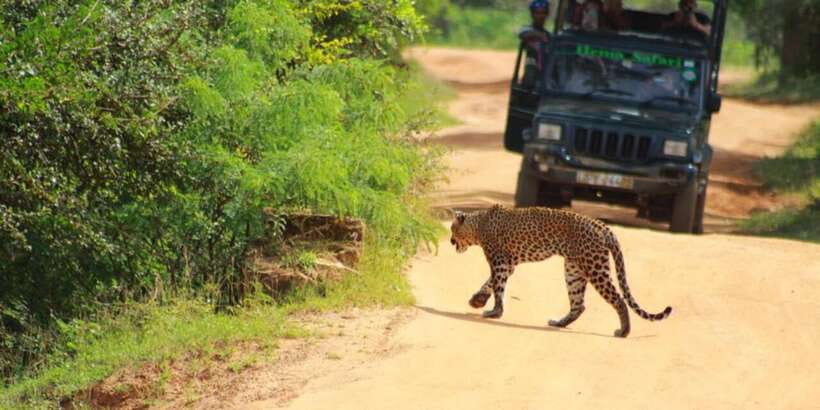 Yala National Park Sharing Safari (5 Hours) - Park entrance fees and the $19 price