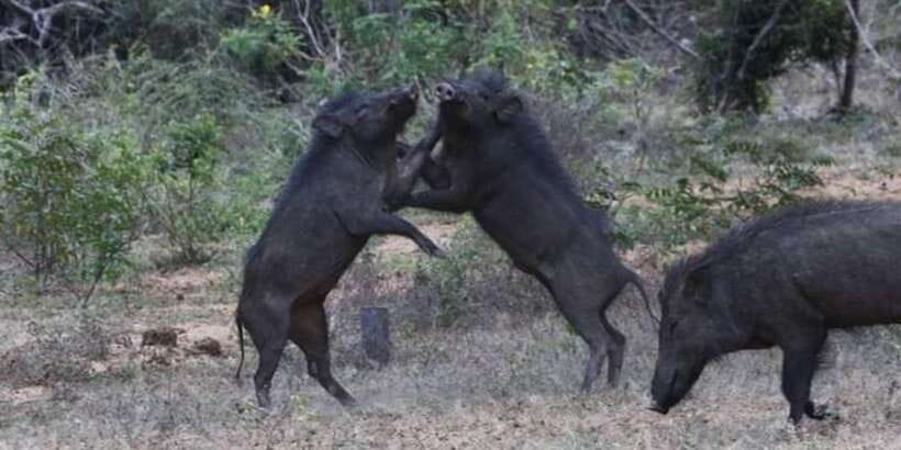 Yala National Park Sharing Safari (5 Hours) - Who should choose the morning or afternoon option