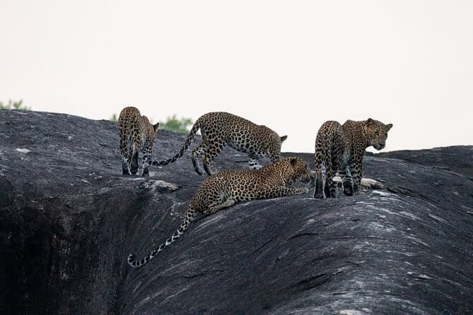Yala National Park special Half-Day & Full-Day Safari Adventure - Key points to know before booking