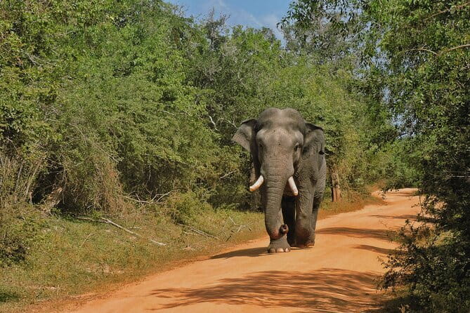 Yala National Park special Half-Day & Full-Day Safari Adventure - What Yala safari feels like from the jeep