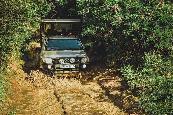 Yala National Park special Half-Day & Full-Day Safari Adventure - Pickup, group size, and the ride back