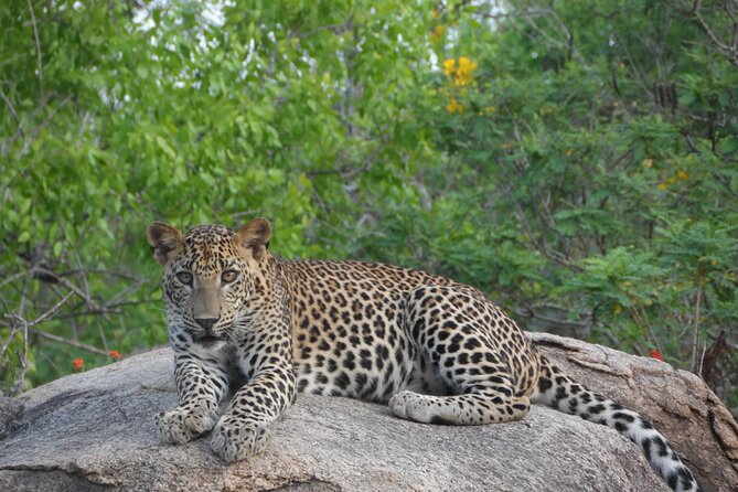 Yala National Park Special Leopard Safari Tour - Before dawn in Tissamaharama