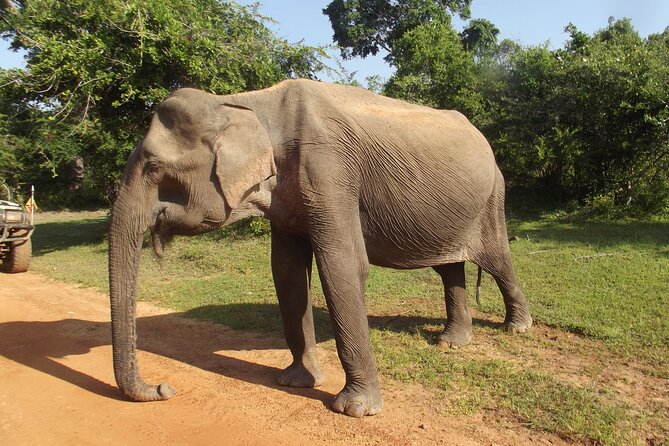 Yala National Park Special Leopard Safari Tour - Ish and the role of the safari driver