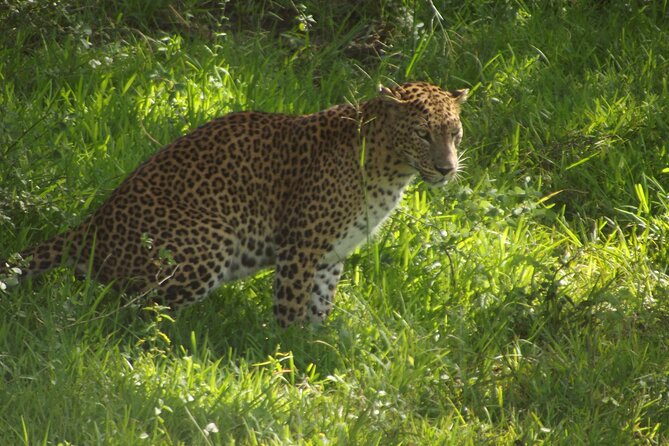 Yala National Park Special Leopard Safari Tour - A luxury jeep, breakfast, water, and binoculars