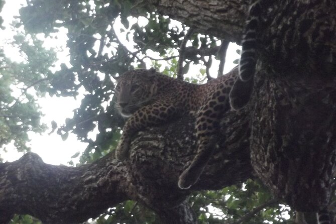 Yala National Park Special Leopard Safari Tour - The real cost: $28.18 plus the park ticket