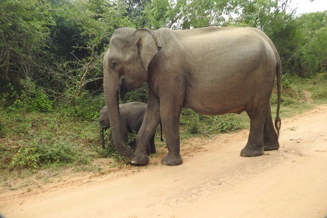 Yala National Park Special Leopard Safari Tour - Why the 6 a.m. opening matters